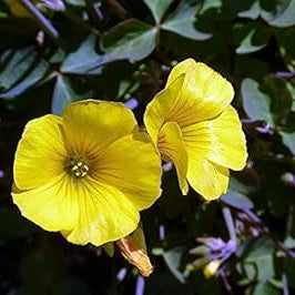 Flower Seeds, Seeds,Seeds For Planting,Plant Seeds