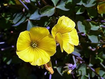 Flower Seeds, Seeds,Seeds For Planting,Plant Seeds