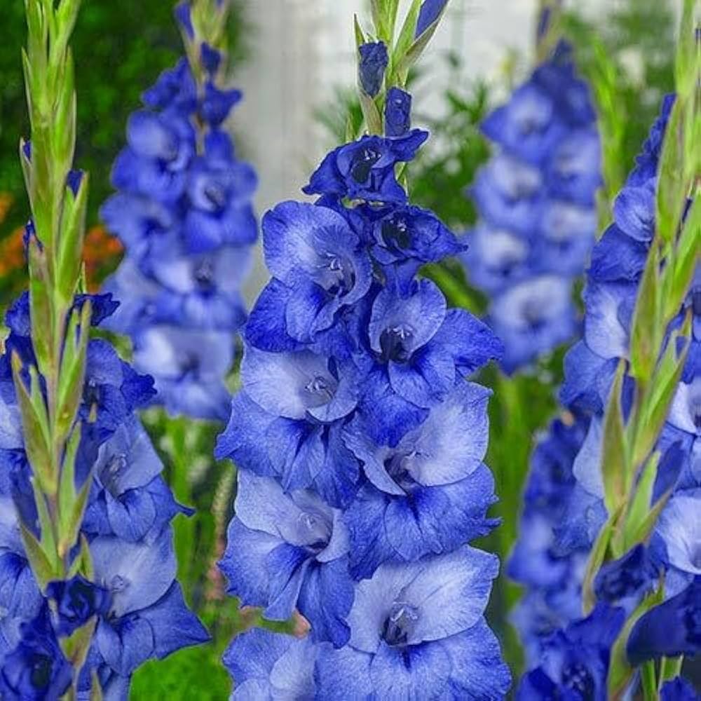 Dark Blue White Gladiolus Flower Seeds for Planting – Heirloom, Non-GMO, High Germination, Organic Garden