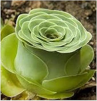 Flower Seeds, Seeds,Seeds For Planting,Plant Seeds