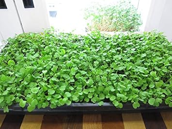 Vegetable Seeds,Garden seeds, Seeds For Planting,Plant Seeds