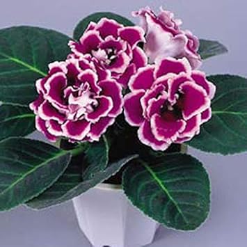 Flower Seeds, Seeds,Seeds For Planting,Plant Seeds