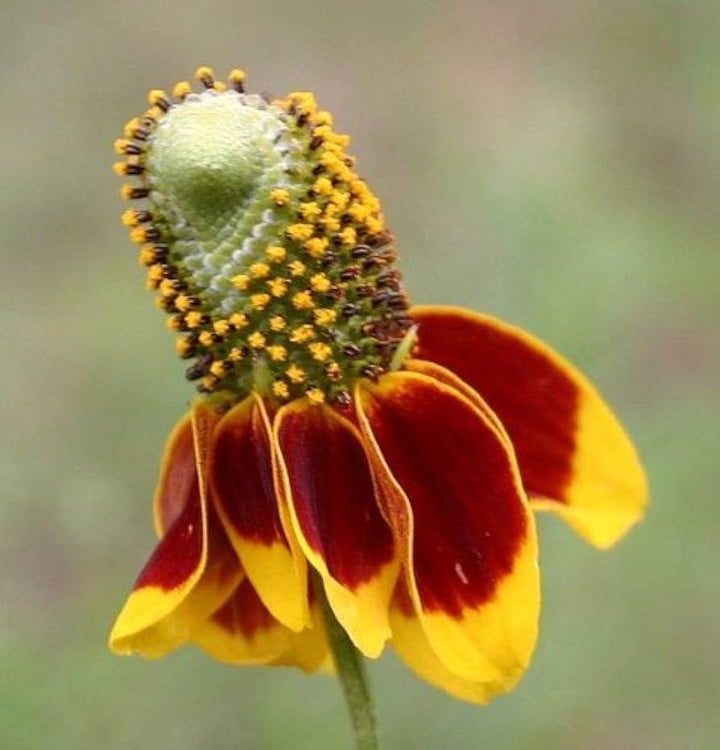 Flower Seeds, Seeds,Seeds For Planting,Plant Seeds