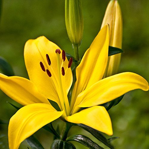 Yellow Lilium Brownii Flower Seeds for Planting – Heirloom, Non-GMO, High Germination Organic Garden Seeds