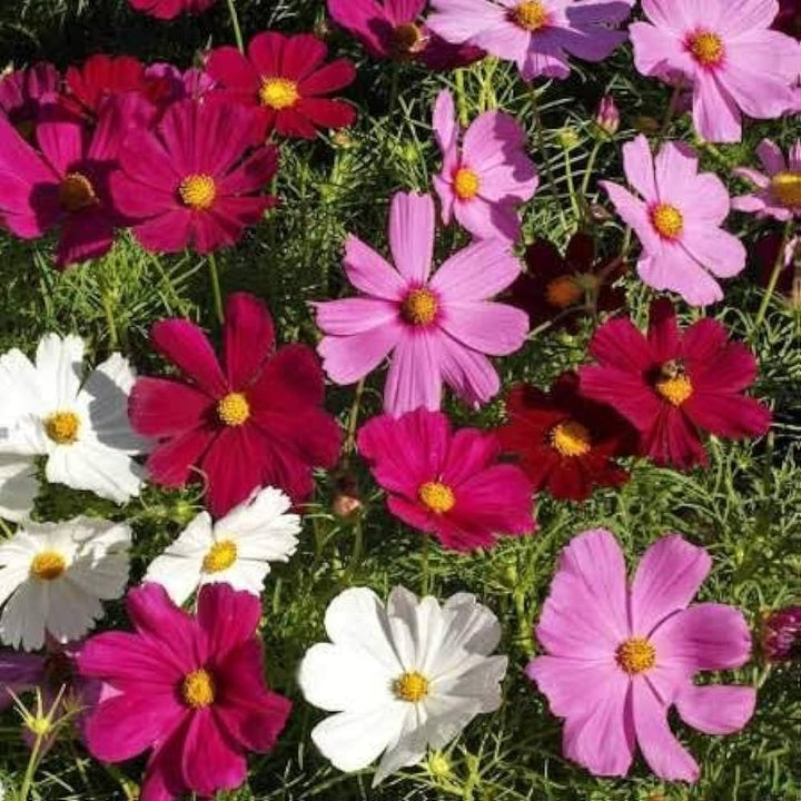 Crazy Mix Cosmos Flower Seeds for Planting – Heirloom, Non-GMO, High Germination Garden Seeds