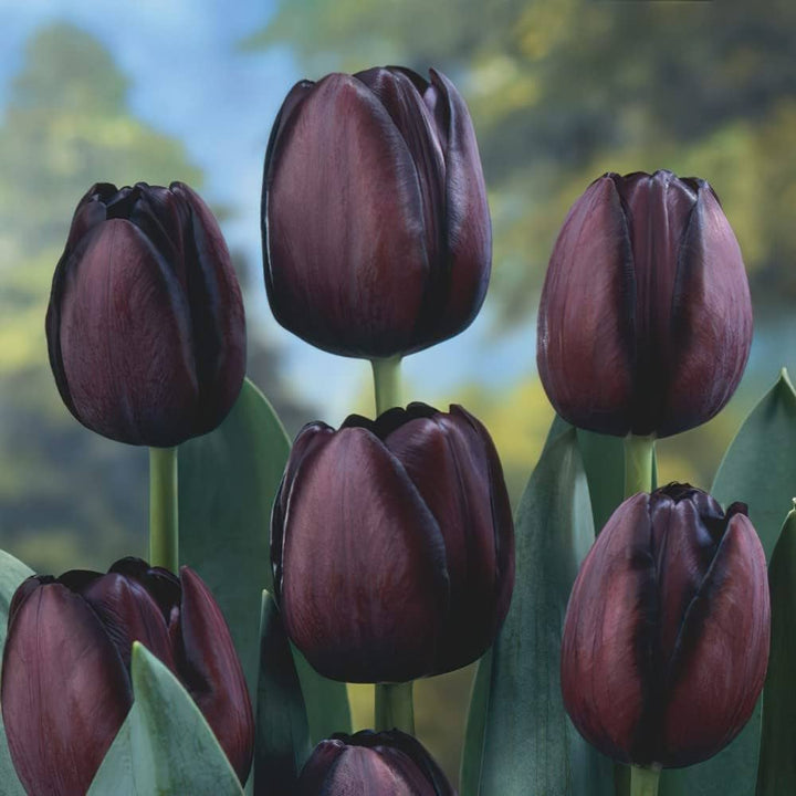 Dark Khaki Tulip Flower Seeds for Planting – Heirloom, Non-GMO, Garden Favorite, High Germination