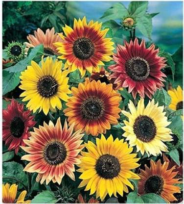 Sunflower Seeds for Planting Multi-Coloured – Heirloom, Non-GMO, High Germination Organic Garden Seeds