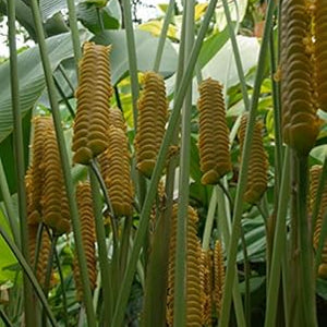Flower Seeds, Seeds,Seeds For Planting,Plant Seeds