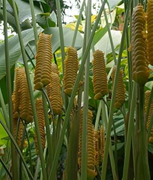 Flower Seeds, Seeds,Seeds For Planting,Plant Seeds