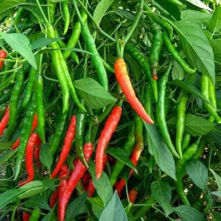 Chilli Pepper Seeds – Heirloom Non-GMO Spicy Vegetable Garden Seeds for Planting, High Germination