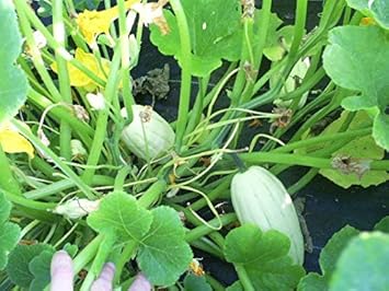 Vegetable Seeds,Garden seeds, Seeds For Planting,Plant Seeds