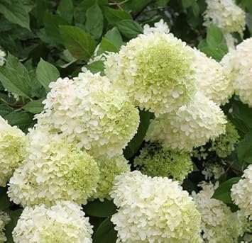 Green White Hydrangea Flower Seeds for Planting – Heirloom, Non-GMO, High Germination Garden Seeds