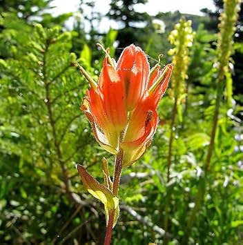 Flower Seeds, Seeds,Seeds For Planting,Plant Seeds