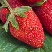 Japanese Hokowase Strawberry fruit seeds for planting - Heirloom & Non-GMO Garden seeds, early harvests