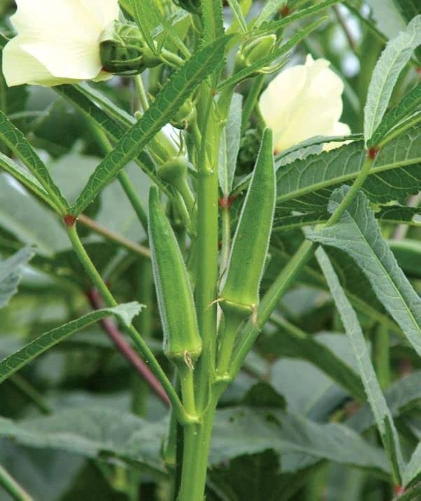 Green Okra Vegetable Seeds for Planting – Heirloom & Non-GMO Garden Seeds