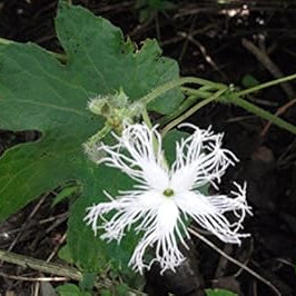 Flower Seeds, Seeds,Seeds For Planting,Plant Seeds