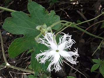 Flower Seeds, Seeds,Seeds For Planting,Plant Seeds