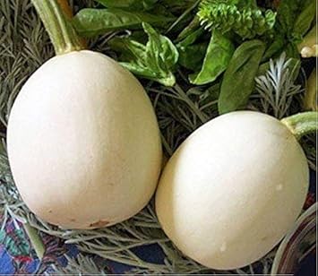 Vegetable Seeds,Garden seeds, Seeds For Planting,Plant Seeds
