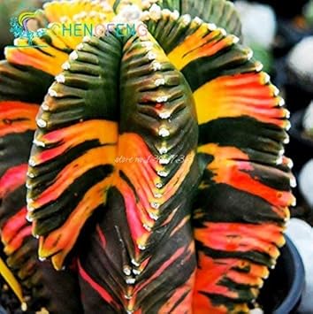 Flower Seeds, Seeds,Seeds For Planting,Plant Seeds