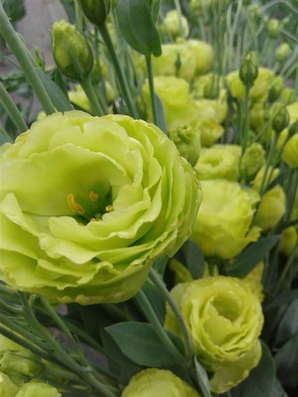 Flower Seeds, Seeds,Seeds For Planting,Plant Seeds