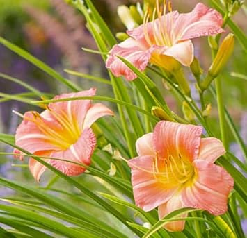 Flower Seeds, Seeds,Seeds For Planting,Plant Seeds