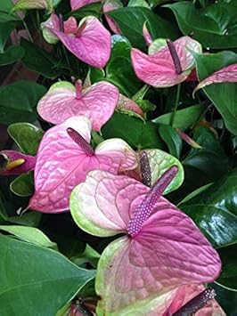 Pink Sky Green Anthurium Flower Seeds for Planting – Heirloom, Non-GMO, High Germination Organic Garden Seeds