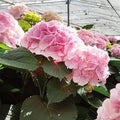 Light Pink Hydrangea Flower Seeds for Planting – Hardy Heirloom, Non-GMO, High Germination Garden Seeds