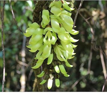 Flower Seeds, Seeds,Seeds For Planting,Plant Seeds