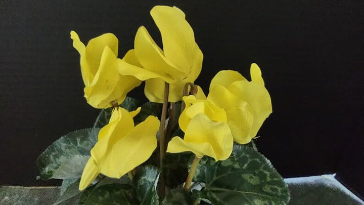 Light Yellow Cyclamen Flower Seeds for Planting – Heirloom Non-GMO, High Germination Organic Garden Seeds