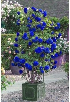 Blue Rose Tree Flower Seeds for Planting – Heirloom, Non-GMO, Long Bloom Season, High Germination
