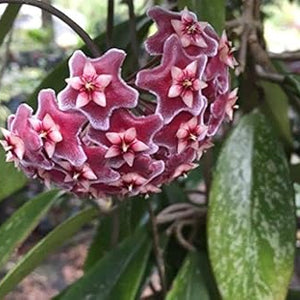 Flower Seeds, Seeds,Seeds For Planting,Plant Seeds