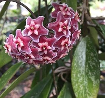 Flower Seeds, Seeds,Seeds For Planting,Plant Seeds