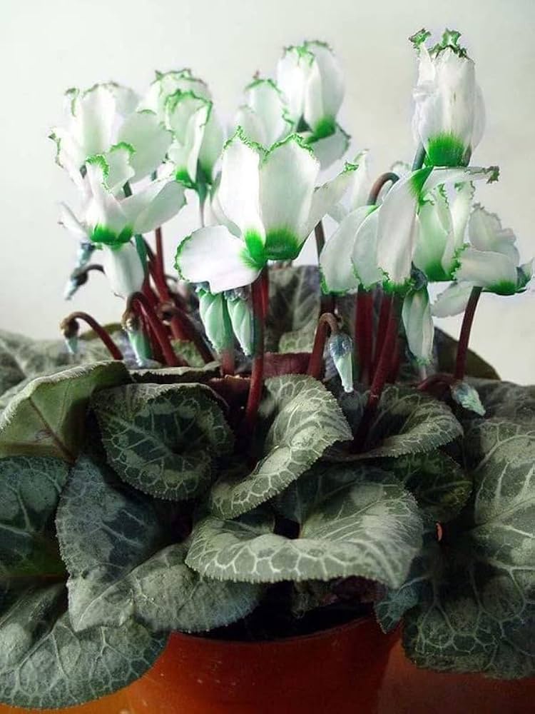 Light Green Cyclamen Flower Seeds for Planting – Heirloom Non-GMO, High Germination Organic Garden Seeds