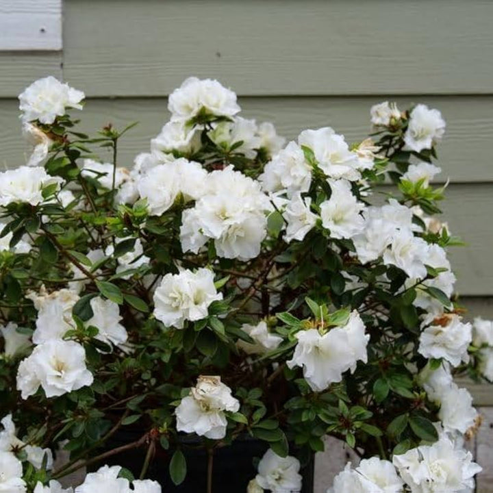 White Azalea Flower Seeds for Planting – Heirloom, Non-GMO, High Germination Organic Garden Seeds