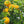 Fruit Seeds,Garden seeds, Seeds For Planting,Plant Seeds