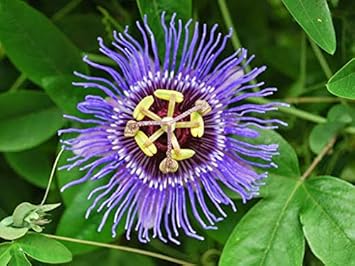 Flower Seeds, Seeds,Seeds For Planting,Plant Seeds