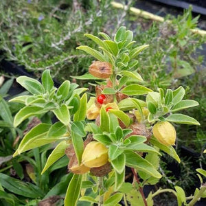 Flower Seeds, Seeds,Seeds For Planting,Plant Seeds