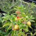 Green Ashwagandha Flower Seeds for Planting – Heirloom, Non-GMO, High Germination Organic Garden Seeds