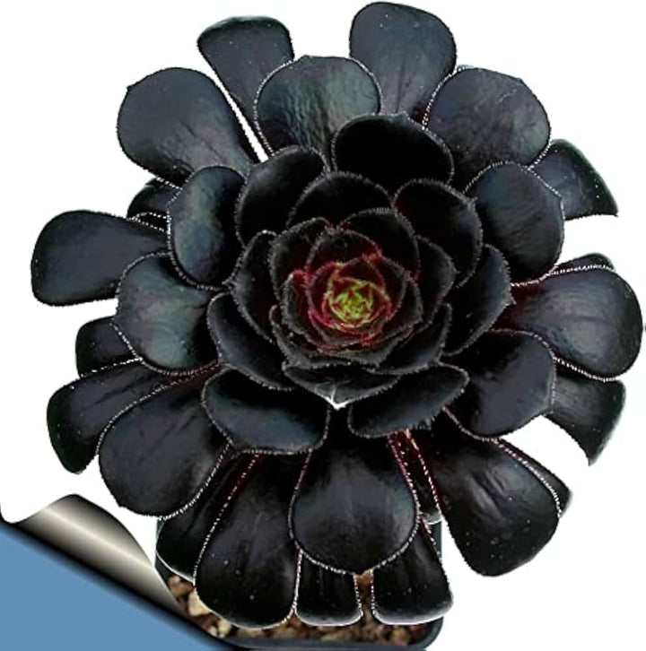 Black Atropureum Flower Seeds for Planting – Heirloom Non-GMO, High Germination Organic Garden Seeds