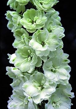 Flower Seeds, Seeds,Seeds For Planting,Plant Seeds