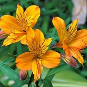 Flower Seeds, Seeds,Seeds For Planting,Plant Seeds