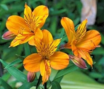 Flower Seeds, Seeds,Seeds For Planting,Plant Seeds
