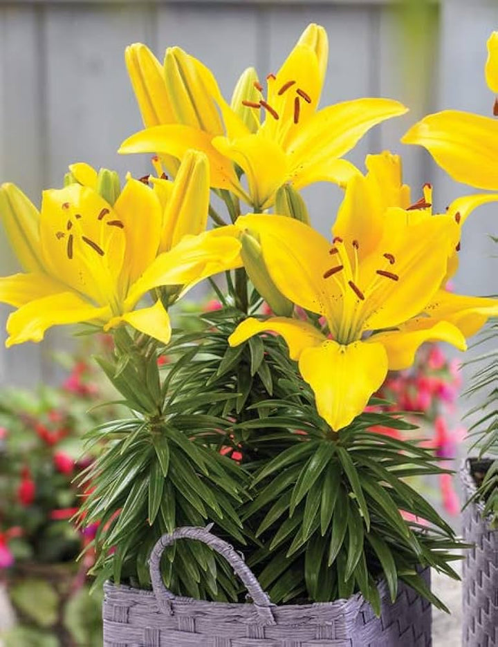 Flower Seeds, Seeds,Seeds For Planting,Plant Seeds