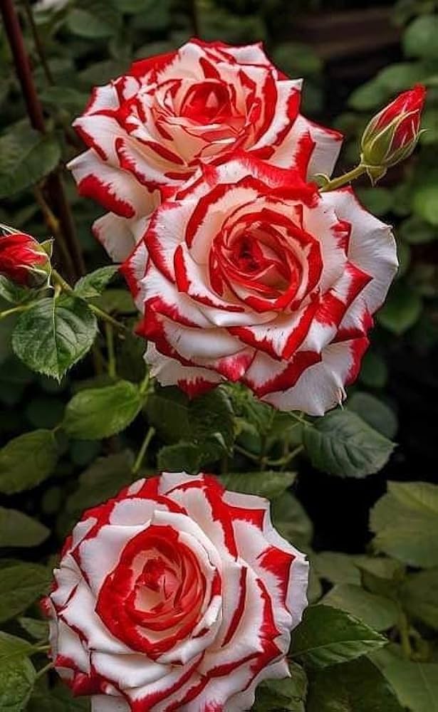 Rare Rose Seeds Red White Dragon Rose Shrub Bush – Hardy, Low Maintenance, Heirloom, Non-GMO, High Germination Organic Garden Seeds