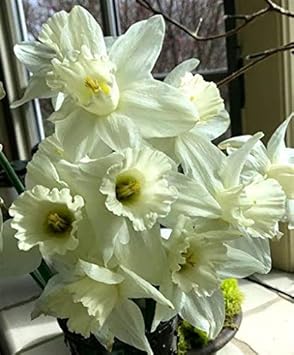 Flower Seeds, Seeds,Seeds For Planting,Plant Seeds