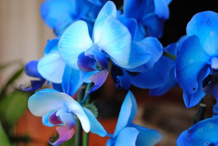 Blue Cymbidium Flower Seeds for Planting – Heirloom, Non-GMO, High Germination Organic Garden Seeds