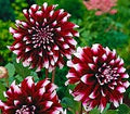 Maroon Red White Dahlia Flower Seeds for Planting – Heirloom, Non-GMO, Compact Growth Organic Garden Seeds