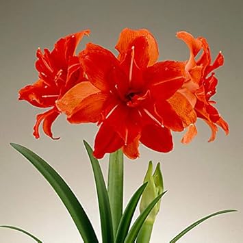 Flower Seeds, Seeds,Seeds For Planting,Plant Seeds