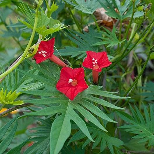 Flower Seeds, Seeds,Seeds For Planting,Plant Seeds