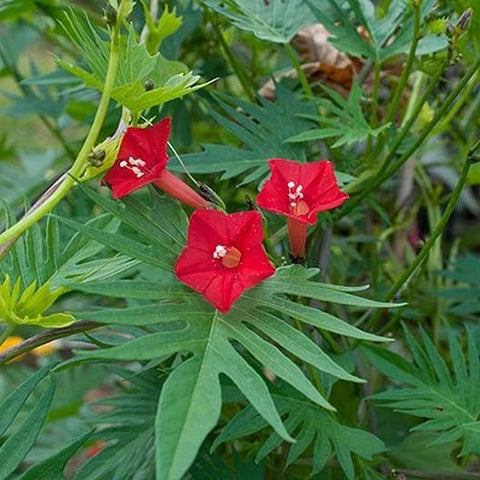 Flower Seeds, Seeds,Seeds For Planting,Plant Seeds
